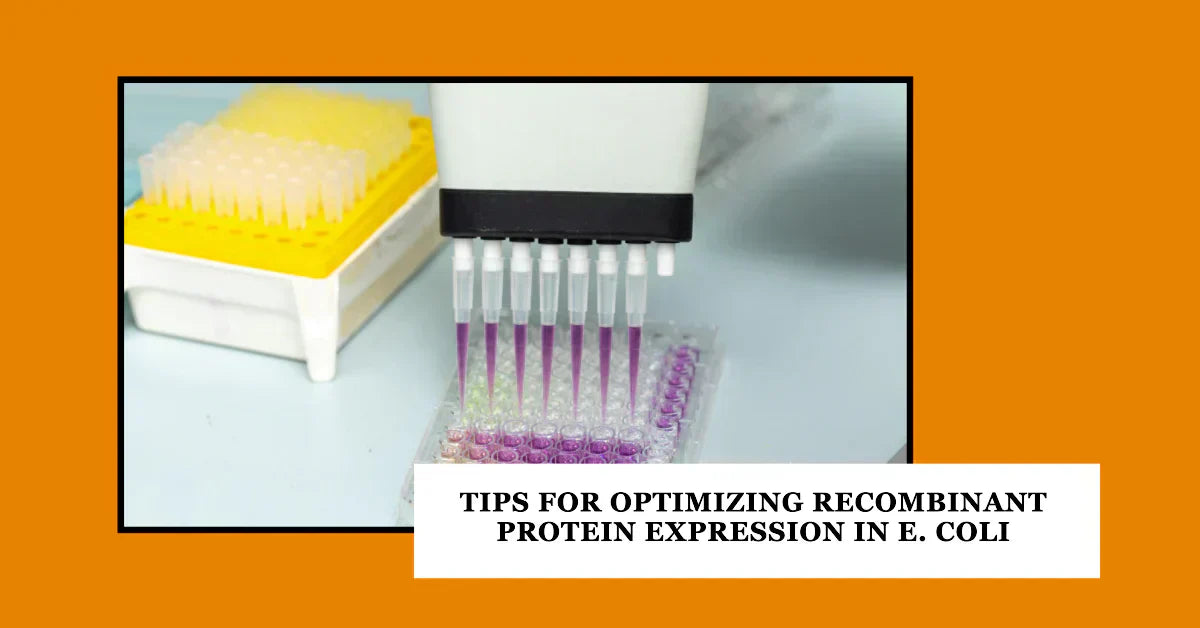 Tips For Optimizing Recombinant Protein Expression in E. Coli