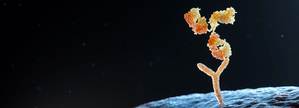 Monoclonal Antibodies