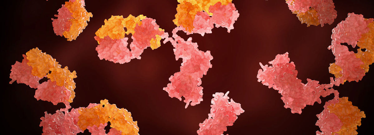 Recombinant Antibodies