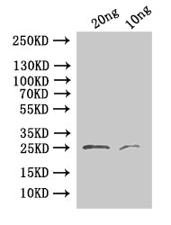 Western Blot, Positive WB detected in: recombinant protein, All lanes:24 Antibody at 1:1000, Secondary, Goat polyclonal to rabbit IgG at 1/50000 dilution, Predicted band size:25.1 kDa, Observed band size: 25 kDa