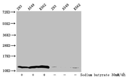 Western Blot, Detected samples: 293 whole cell lysate, A549 whole cell lysate, K562 whole cell lysate; Untreated (-) or treated (+) with 30mM sodium butyrate for 4h, All lanes: HIST1H4A antibody at 1:100, Secondary, Goat polyclonal to rabbit IgG at 1/50000 dilution, Predicted band size: 12 kDa, Observed band size: 12 kDa