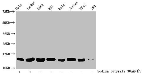 Western Blot, Detected samples: Hela whole cell lysate, Jurkat whole cell lysate, K562 whole cell lysate, 293 whole cell lysate; Untreated (-) or treated (+) with 30mM sodium butyrate for 4h, All lanes: HIST1H2BC antibody at 1:500, Secondary, Goat polyclonal to rabbit IgG at 1/40000 dilution, Predicted band size: 14 kDa, Observed band size: 14 kDa