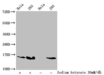Western Blot, Detected samples: Hela whole cell lysate, 293 whole cell lysate; Untreated (-) or treated (+) with 30mM sodium butyrate for 4h, All lanes: HIST1H2AG antibody at 1:100, Secondary, Goat polyclonal to rabbit IgG at 1/50000 dilution, Predicted band size: 15 kDa, Observed band size: 15 kDa