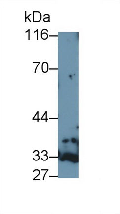 Western Blot; Sample: Recombinant protein.