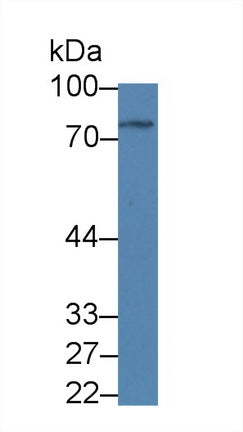 Western Blot; Sample: Mouse Liver lysate; ;Primary Ab: 1µg/ml Rabbit Anti-Mouse GLMP Antibody;Second Ab: 0.2µg/mL HRP-Linked Caprine Anti-Rabbit IgG Polyclonal Antibody;