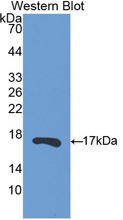 Western Blot; Sample: Recombinant protein.