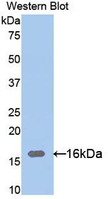 Western Blot; Sample: Recombinant protein.