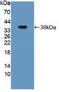 Western Blot; Sample: Recombinant DEFa2, Human.