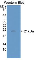 Western Blot; Sample: Recombinant protein.