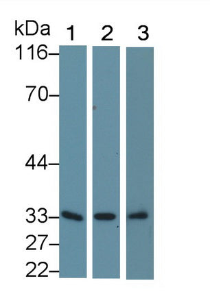 Western Blot; Sample: Recombinant protein.