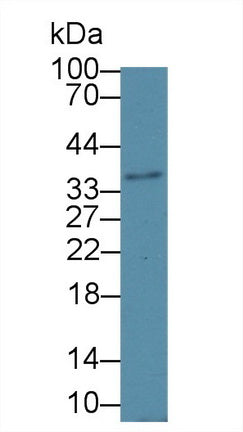 Western Blot; Sample: Mouse Cerebrum lysate; ;Primary Ab: 1µg/ml Rabbit Anti-Mouse HSD17b12 Antibody;Second Ab: 0.2µg/mL HRP-Linked Caprine Anti-Rabbit IgG Polyclonal Antibody;