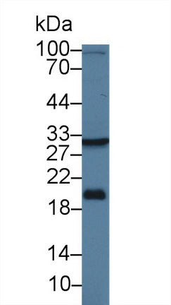 Western Blot; Sample: Rat Liver lysate; Primary Ab: 1µg/ml Rabbit Anti-Human HSD17b12 Antibody Second Ab: 0.2µg/mL HRP-Linked Caprine Anti-Rabbit IgG Polyclonal Antibody