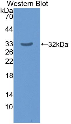 Western Blot; Sample: Recombinant protein.