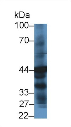 Western Blot; Sample: Human Liver lysate; ;Primary Ab: 1µg/ml Rabbit Anti-Human HPD Antibody;Second Ab: 0.2µg/mL HRP-Linked Caprine Anti-Rabbit IgG Polyclonal Antibody;
