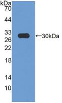 Western Blot; Sample: Recombinant HMGCR, Rat.