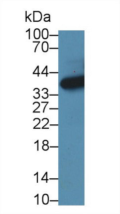 Western Blot; Sample: Mouse Lung lysate; Primary Ab: 1µg/ml Rabbit Anti-Mouse HIBCH Antibody Second Ab: 0.2µg/mL HRP-Linked Caprine Anti-Rabbit IgG Polyclonal Antibody