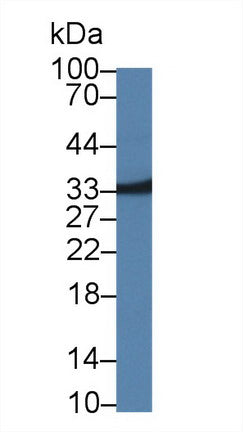Western Blot; Sample: Rat Liver lysate; Primary Ab: 1µg/ml Rabbit Anti-Mouse MPST Antibody Second Ab: 0.2µg/mL HRP-Linked Caprine Anti-Rabbit IgG Polyclonal Antibody