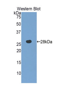 Western Blot; Sample: Recombinant protein.