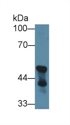 Western Blot; Sample: Mouse Cerebellum lysate; Primary Ab: 1µg/ml Rabbit Anti-Mouse CNP Antibody Second Ab: 0.2µg/mL HRP-Linked Caprine Anti-Rabbit IgG Polyclonal Antibody