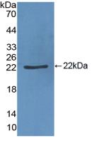 Western Blot; Sample: Recombinant vWF, Porcine.