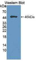 Western Blot;Sample:Recombinant FGF1, Rat.