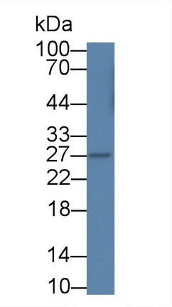 Interferon Alpha (IFNa) Monoclonal Antibody, CAU29144