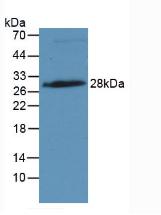 Western Blot; Sample: Rat Placenta Tissue.