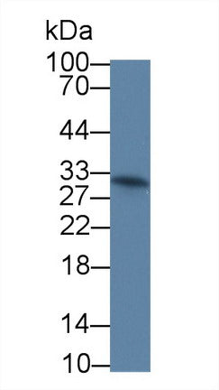 Western Blot; Sample: Mouse RAW264.7 cell lysate; Primary Ab: 3µg/ml Mouse Anti-Human IL12A Antibody Second Ab: 0.2µg/mL HRP-Linked Caprine Anti-Mouse IgG Polyclonal Antibody