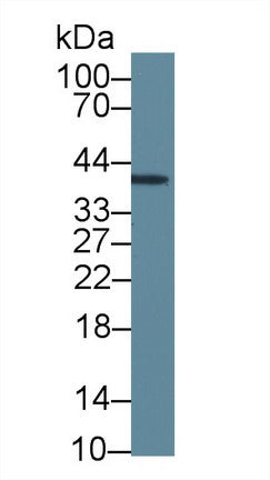 Western Blot; Sample: Rat Cerebrum lysate; Primary Ab: 5µg/ml Mouse Anti-Human INHA Antibody Second Ab: 0.2µg/mL HRP-Linked Caprine Anti-Mouse IgG Polyclonal Antibody