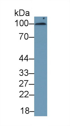 Cluster Of Differentiation 276 (CD276) Monoclonal Antibody, CAU30666