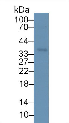 Inducible T-Cell Co Stimulator Ligand (ICOSLG) Monoclonal Antibody, CAU30669