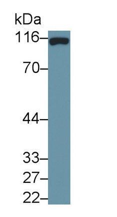 Cluster Of Differentiation 26 (CD26) Monoclonal Antibody, CAU30688