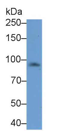 Prominin 1 (PROM1) Monoclonal Antibody, CAU30731