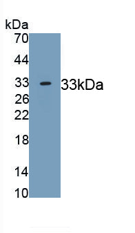 Laminin Alpha 3 (LAMa3) Monoclonal Antibody, CAU30768