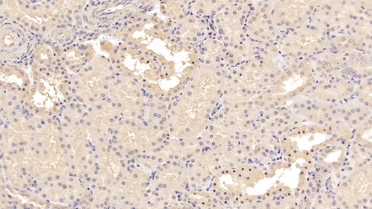 DAB staining on IHC-P; Samples: Human Kidney Tissue; Primary Ab: 20µg/ml Mouse Anti-Human MSRA Antibody Second Ab: 2µg/mL HRP-Linked Caprine Anti-Mouse IgG Polyclonal Antibody