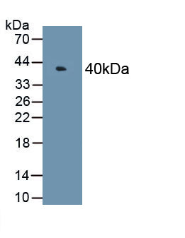 Mitogen Activated Protein Kinase 6 (MAPK6) Polyclonal Antibody, CAU31664