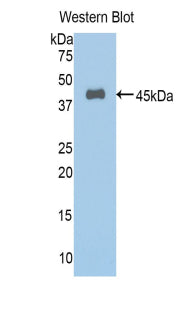 Annexin A1 (ANXA1) Polyclonal Antibody, CAU31771