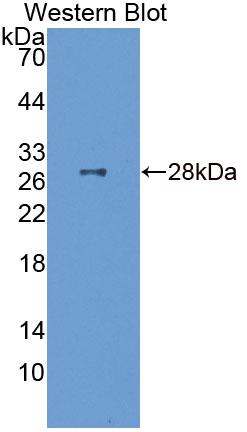 Fibulin 7 (FBLN7) Polyclonal Antibody, CAU31812