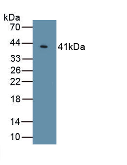Klotho (KL) Polyclonal Antibody, CAU31871