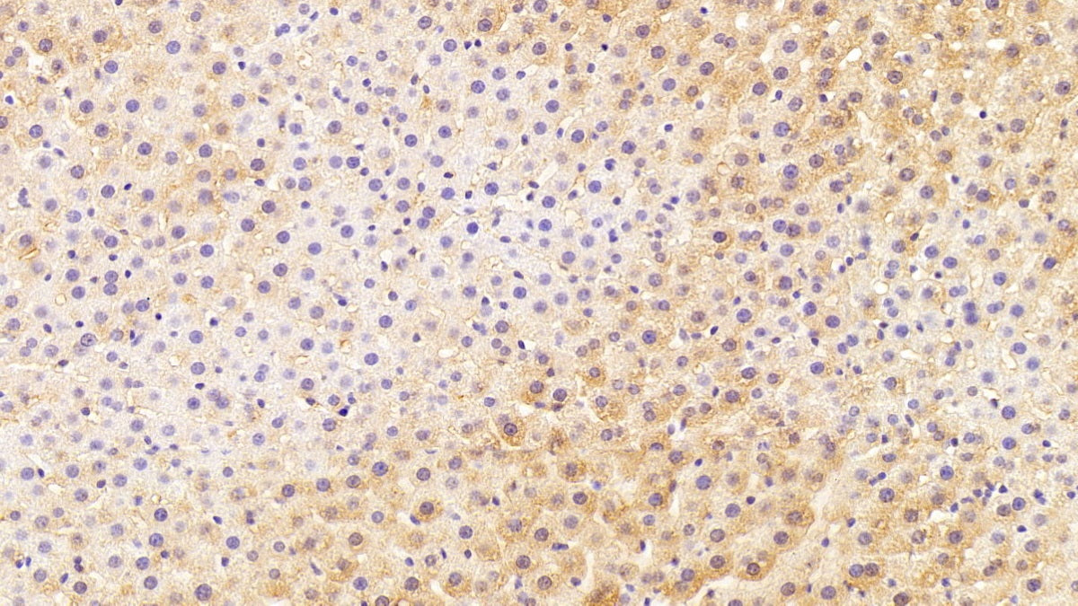DAB staining on IHC-P; Sample: Rat Liver Tissue; Primary Ab: 20ug/ml Mouse Anti-Human HPD Antibody Second Ab: 2ug/mL HRP-Linked Caprine Anti-Mouse IgG Polyclonal Antibody
