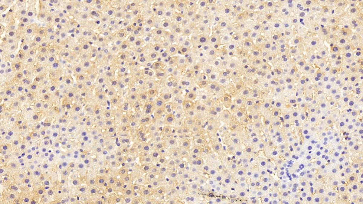 DAB staining on IHC-P; Sample: Rat Liver Tissue; Primary Ab: 20ug/ml Mouse Anti-Human HPD Antibody Second Ab: 2ug/mL HRP-Linked Caprine Anti-Mouse IgG Polyclonal Antibody