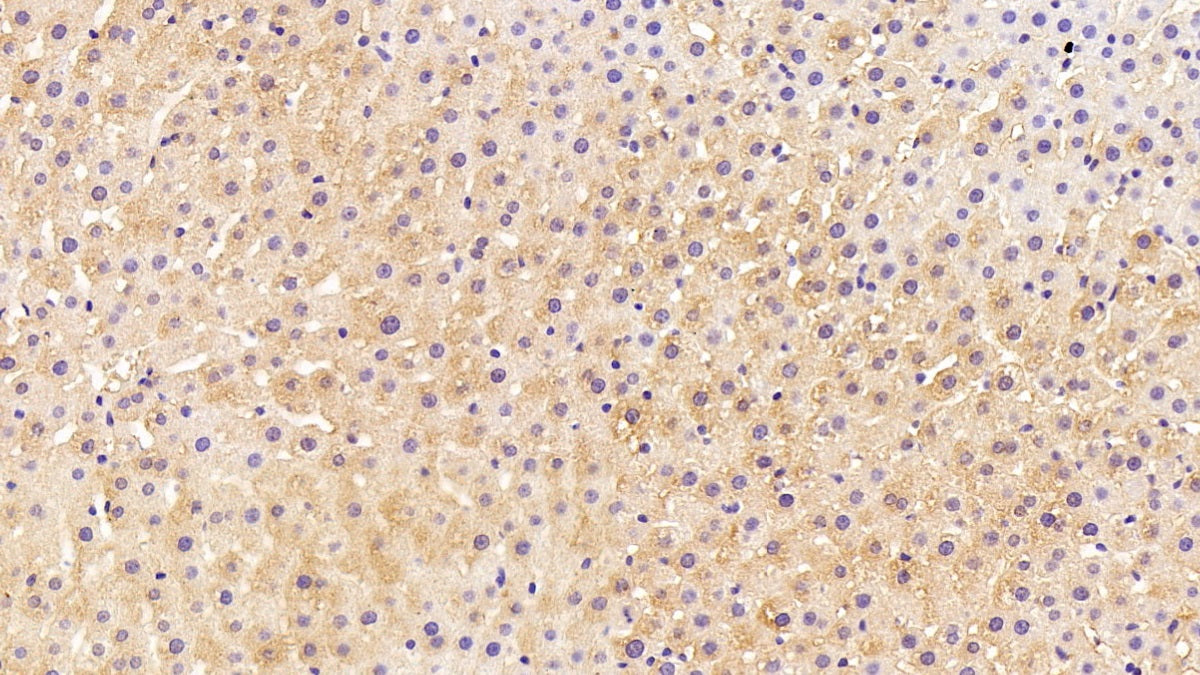 DAB staining on IHC-P; Sample: Rat Liver Tissue; Primary Ab: 20ug/ml Mouse Anti-Human HPD Antibody Second Ab: 2ug/mL HRP-Linked Caprine Anti-Mouse IgG Polyclonal Antibody