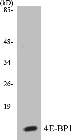 Western blot analysis of extracts from Jurkat cells, treated with Insulin 0.01U/ml 15', using 4E-BP1 (Ab-64) Antibody.