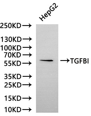 Western Blot, Positive WB detected in: HepG2 whole cell lysate (30ug), All lanes: TGFBI antibody at 1:1000, Secondary, Goat polyclonal to rabbit IgG at 1/40000 dilution, Predicted band size: 75 kDa, Observed band size: 68 kDa, Exposure time:2min