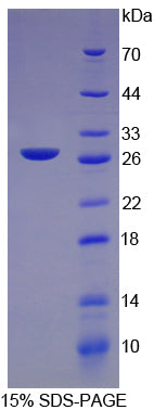 Figure 1. SDS-PAGE