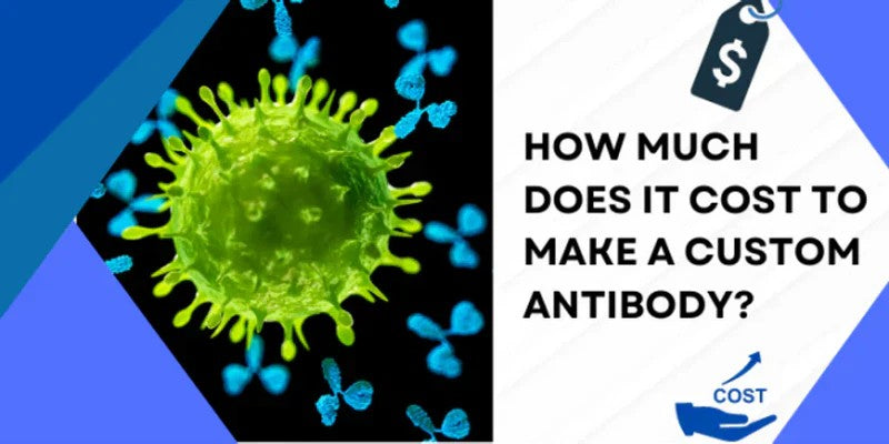 How Much Does It Cost To Make A Custom Antibody? | Biomatik