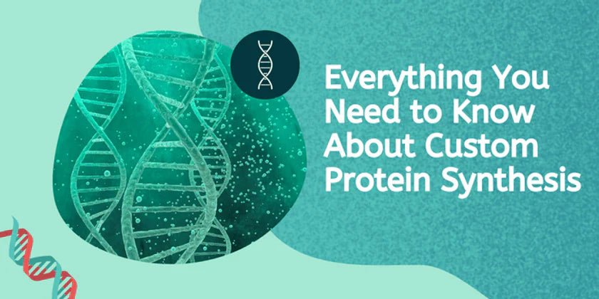 Everything You Need to Know About Custom Protein Synthesis
