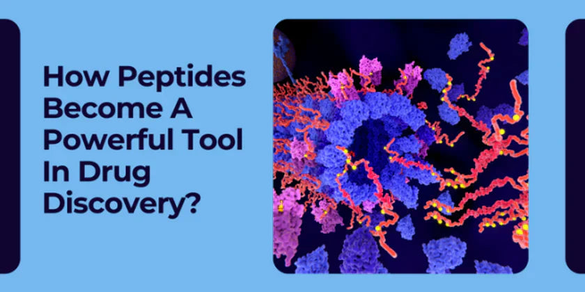 How Peptides Become A Powerful Tool In Drug Discovery?