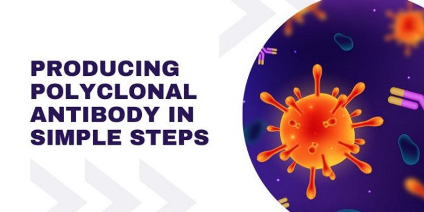Producing Polyclonal Antibody in Simple Steps