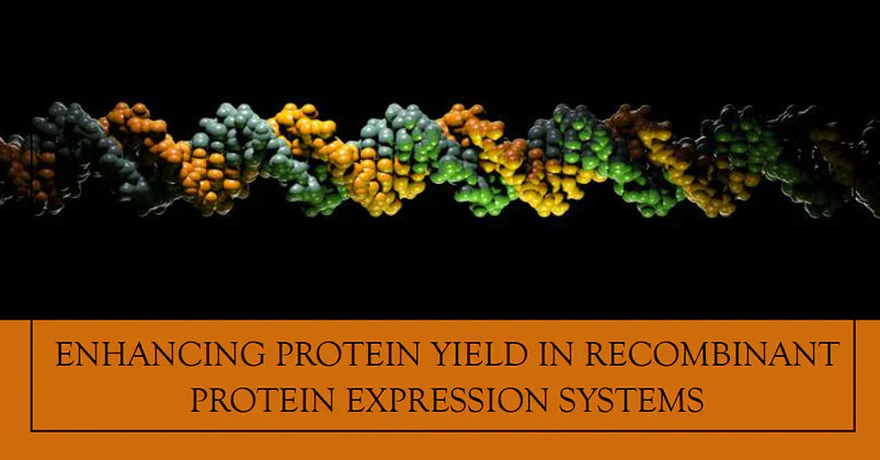 Enhancing Protein Yield In Recombinant Protein Expression Systems